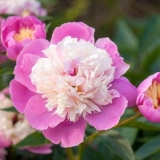 Zdjela ljepote od božura (vrelo ljepote): fotografija i opis, recen...